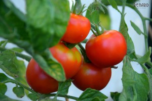Tomaten, Foto: Madame Renard